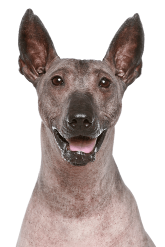 Peruvian naked dog Peruvian naked dog
