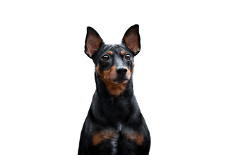 Pinscher