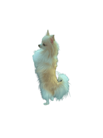 Pomchi Pomchi