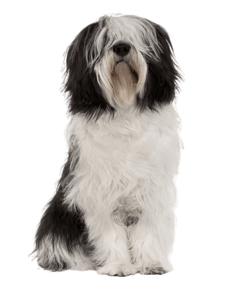 Polish Lowland Sheepdog