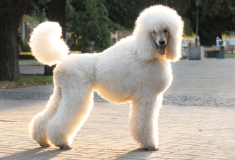 Poodle Poodle