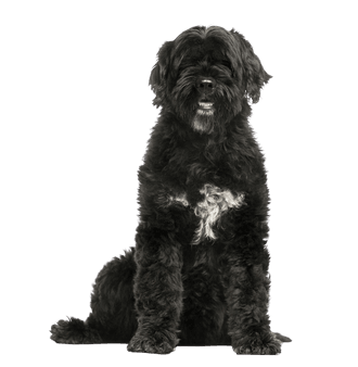 Portuguese Water Dog