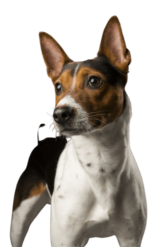 American Rat Terrier