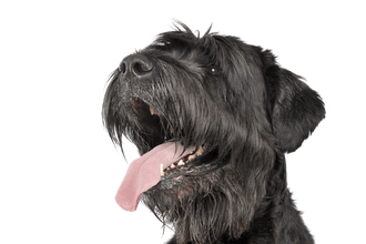 Russian Black Terrier