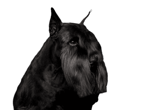 Giant Schnauzer