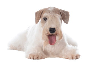 Sealyham Terrier