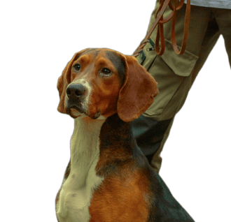 Serbian hunting 2024 dog