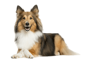 Shetland Sheepdog