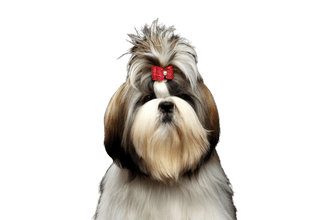 Shih Tzu