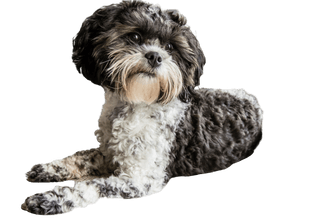 Shih-Poo