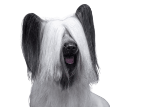 Skye terrier