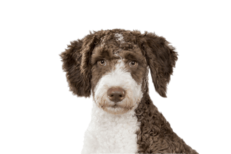 Spanish Water Dog