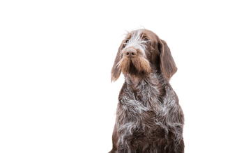 Italian Spinone