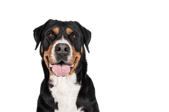 Swiss mountain dog