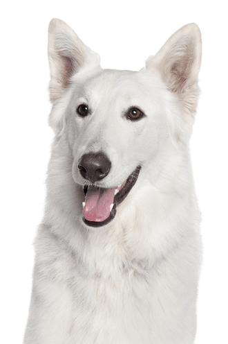 White Shepherd dog