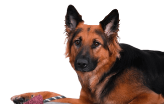 Tibetan Mastiff Shepherd