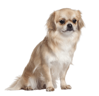 Tibetan spaniel