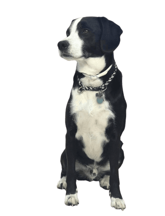 Tyrolean Bracke Collie Mix