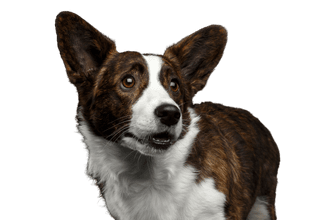 Corgi Corgi