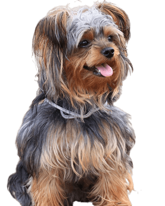 Yorkiepoo