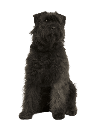 Perro conductor de las Ardenas