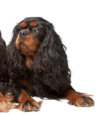 King Charles Spaniel