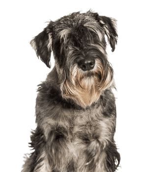 Schnauzer estándar