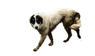 Perro pastor rumano de Bucovina