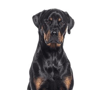 Boxweiler