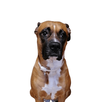 Amstaff Boxer Mix