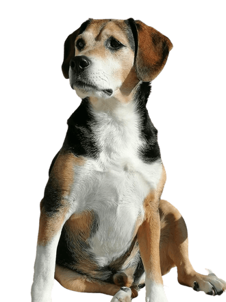 Aussie Beagle