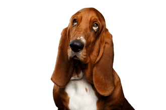 Basset Hound: conoce las curiosidades del perro salchicha