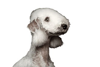 Bedlington terrier