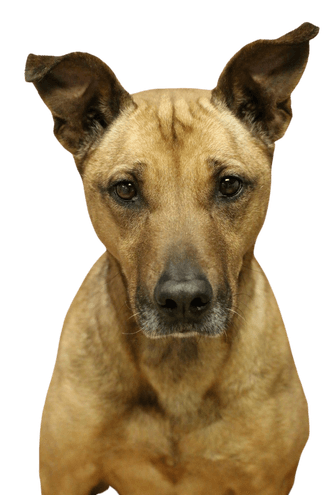 Black mouth cur