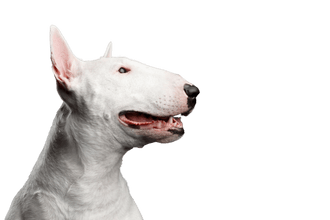 Bull terrier