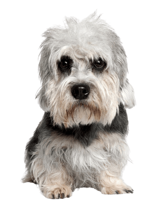 Terrier Dandie Dinmont