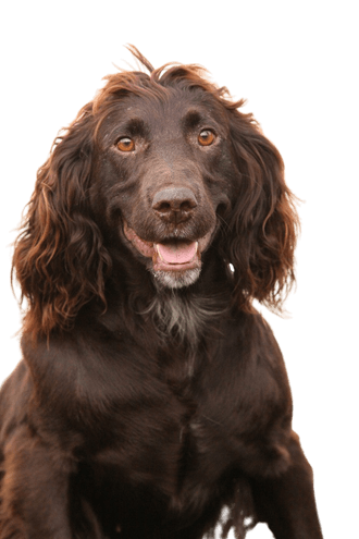 Spaniel alemán Spaniel alemán