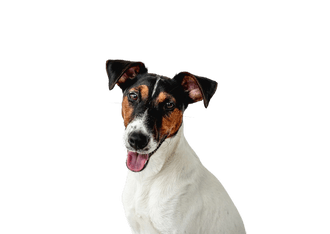 Fox terrier de pelo liso