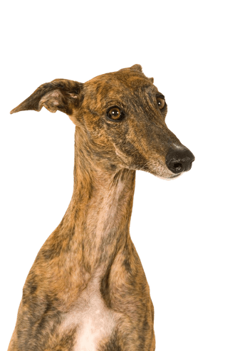 Galgo español