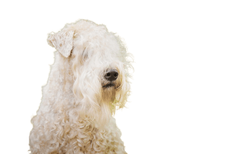 Soft coated wheaten terrier irlandés