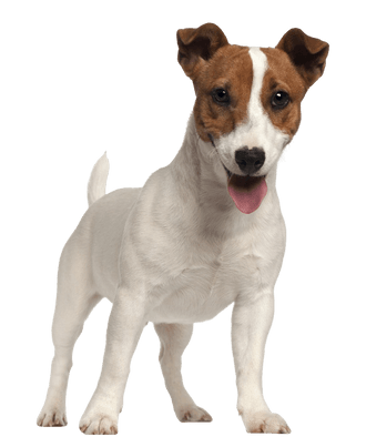 Terrier Jack Russell