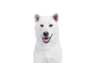 Kishu