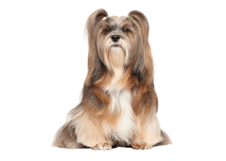 Lhasa apso