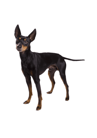 Toy Terrier inglés