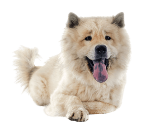 Eurasier