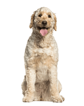 Labradoodle