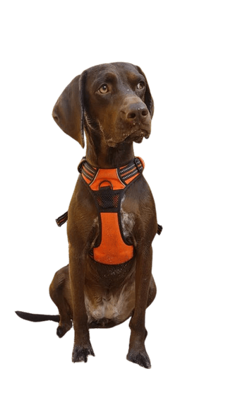 Vizsla alemán Pointer