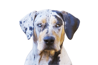 Bulldog de Catahoula de Luisiana Bulldog de Catahoula de Luisiana