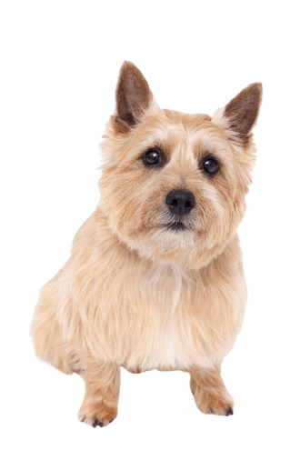 Terrier de Norwich