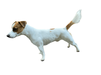 Parson Jack Russell Terrier